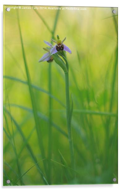  The beautiful native bee orchid emerges through t Acrylic by James Tully