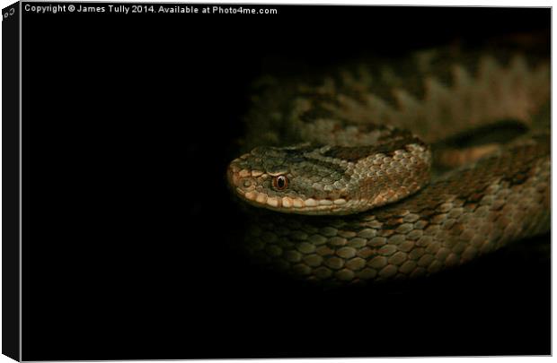  Out of the darkness, a common viper ready to stri Canvas Print by James Tully