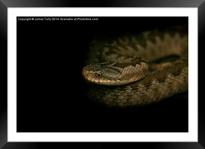  Out of the darkness, a common viper ready to stri Framed Mounted Print by James Tully