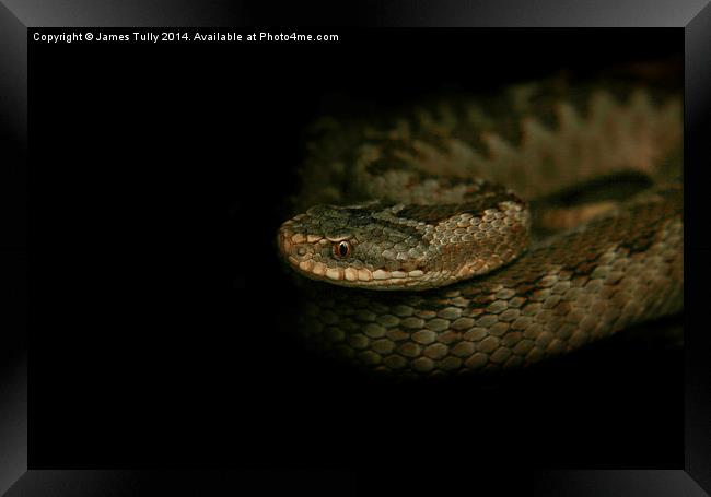  Out of the darkness, a common viper ready to stri Framed Print by James Tully