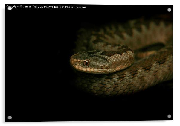  Out of the darkness, a common viper ready to stri Acrylic by James Tully