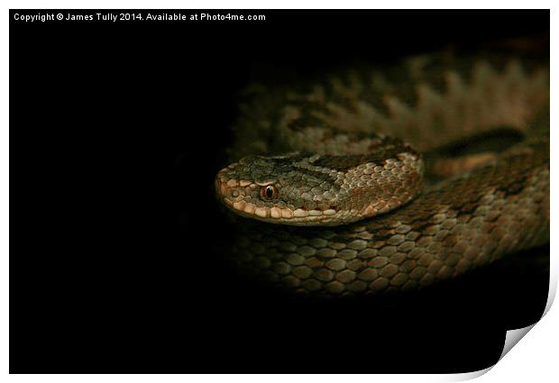  Out of the darkness, a common viper ready to stri Print by James Tully