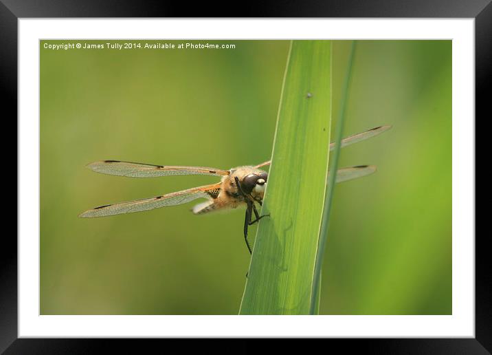  At rest, this four spotted dragonfly rests his wi Framed Mounted Print by James Tully