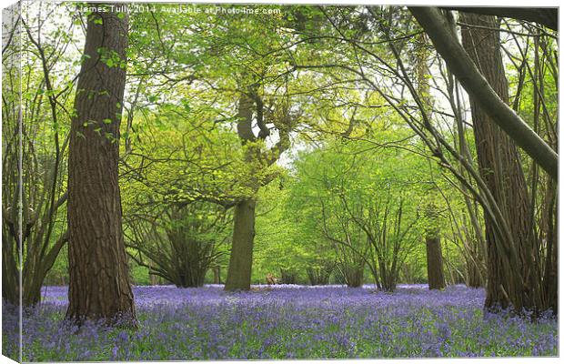  A carpet of bluebells creates a mirage of blue in Canvas Print by James Tully