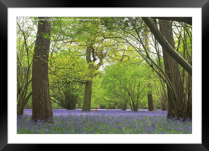  A carpet of bluebells creates a mirage of blue in Framed Mounted Print by James Tully