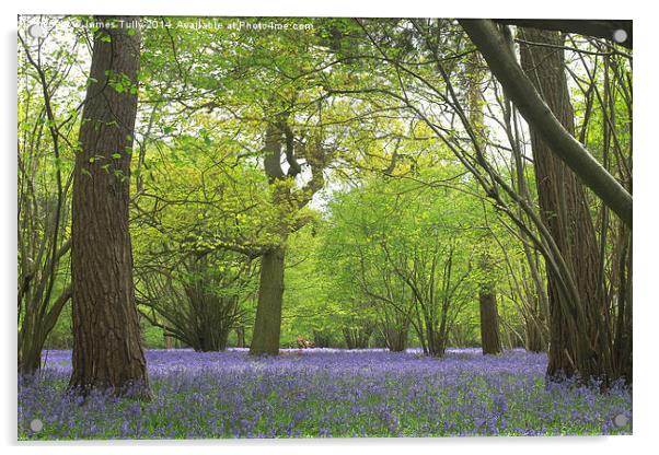  A carpet of bluebells creates a mirage of blue in Acrylic by James Tully