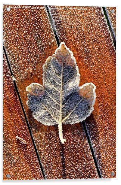 Frosty Leaf on Wooden Table Acrylic by Mark Purches