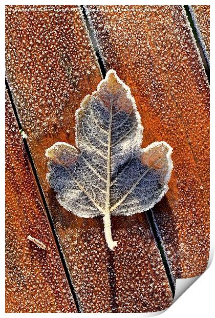 Frosty Leaf on Wooden Table Print by Mark Purches