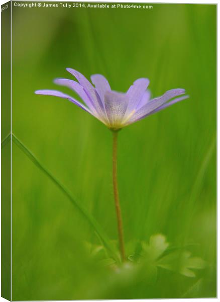  The emergence of an early wood anemone through gr Canvas Print by James Tully