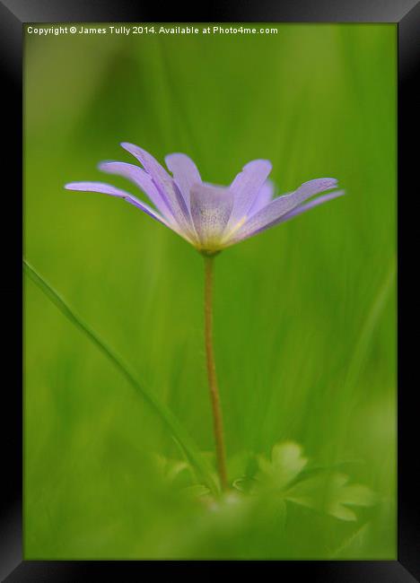  The emergence of an early wood anemone through gr Framed Print by James Tully