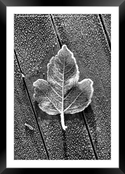 Black White Frosty Leaf on Wooden Table Framed Mounted Print by Mark Purches