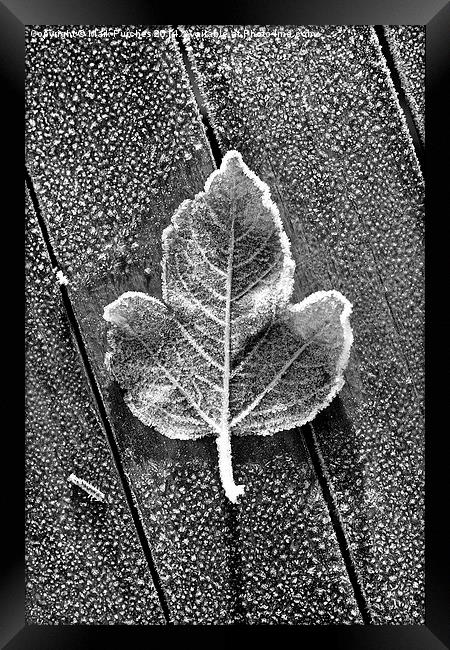 Black White Frosty Leaf on Wooden Table Framed Print by Mark Purches