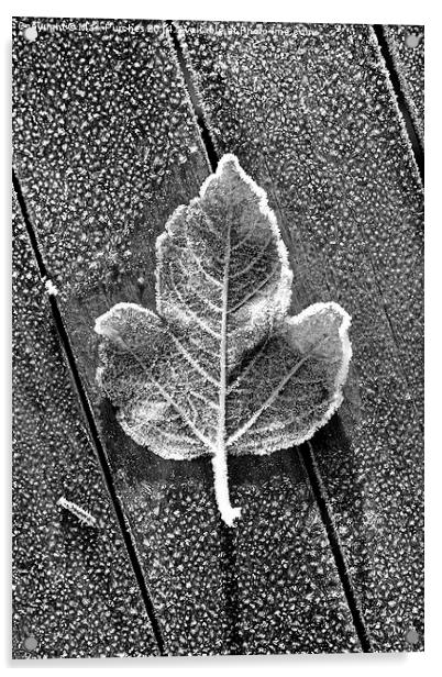 Black White Frosty Leaf on Wooden Table Acrylic by Mark Purches