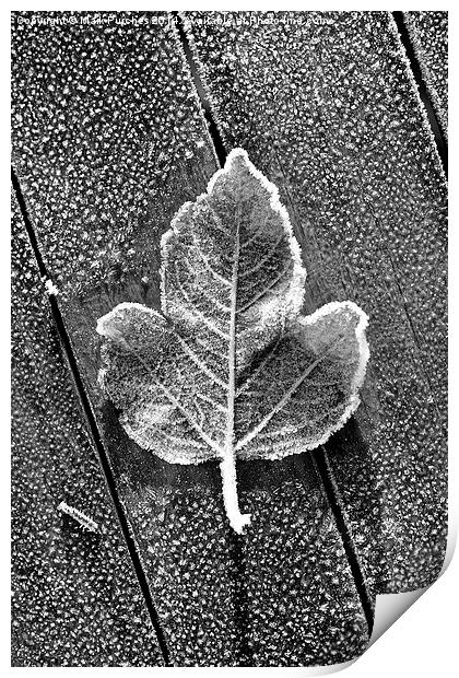 Black White Frosty Leaf on Wooden Table Print by Mark Purches