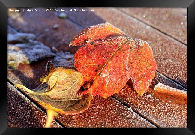 Two Frosty Leaves on Red Wooden Table Framed Print by Mark Purches