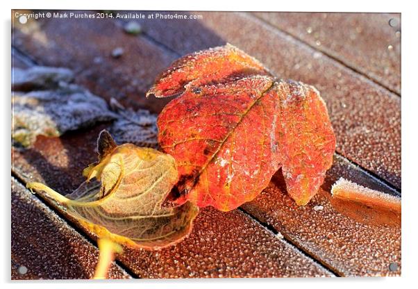 Two Frosty Leaves on Red Wooden Table Acrylic by Mark Purches