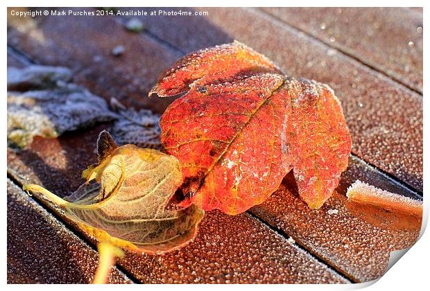 Two Frosty Leaves on Red Wooden Table Print by Mark Purches