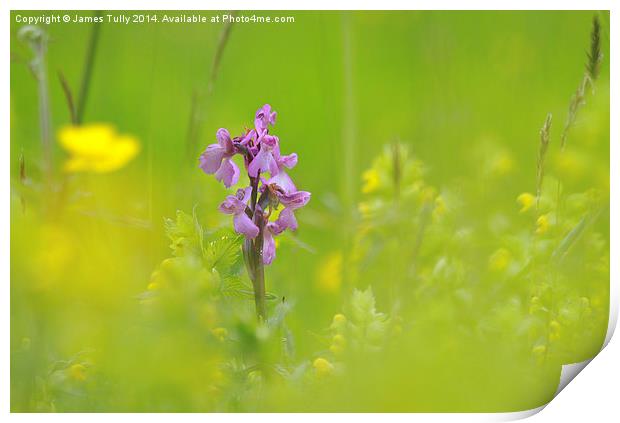  The emergence of a green-winged orchid through a  Print by James Tully