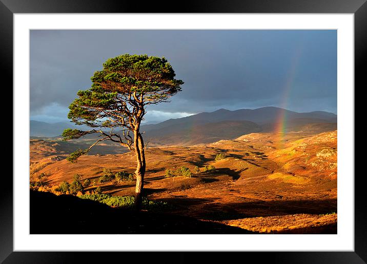 Scots Pine Framed Mounted Print by Macrae Images