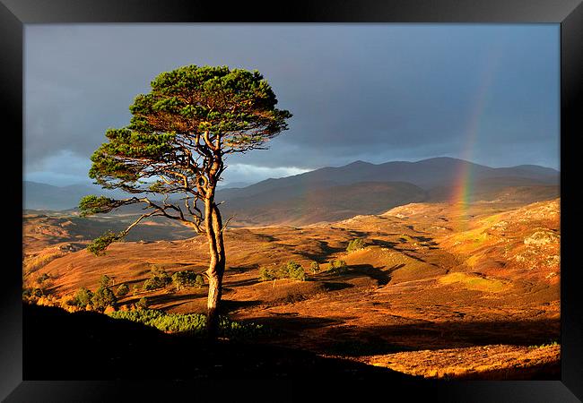 Scots Pine Framed Print by Macrae Images