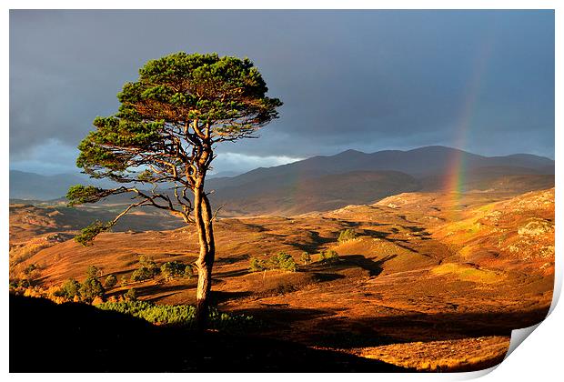 Scots Pine Print by Macrae Images