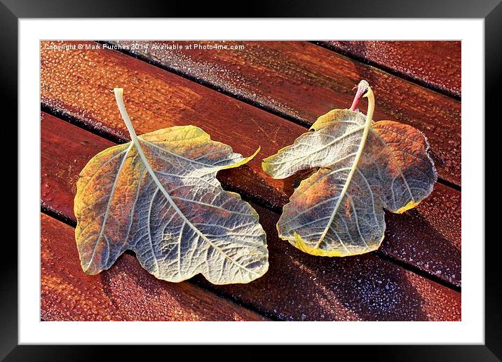 Two Frosty Leaves on Red Wooden Table in Sun Framed Mounted Print by Mark Purches