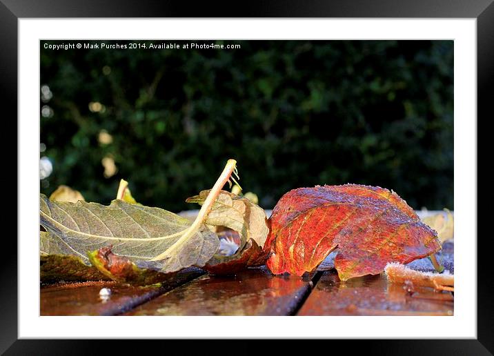 Frosty Leaves and Melting Ice Framed Mounted Print by Mark Purches