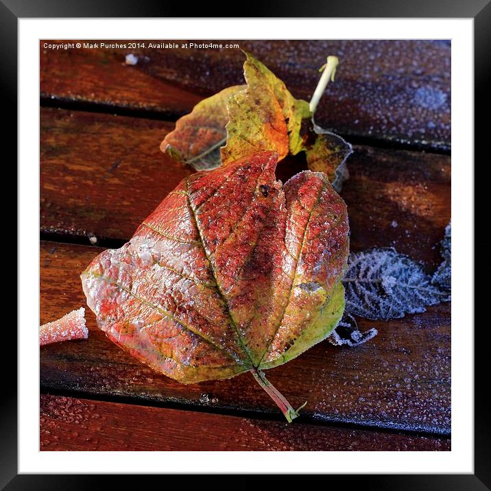 Frosty Wet Autumn Leaves Square on Wooden Table Framed Mounted Print by Mark Purches