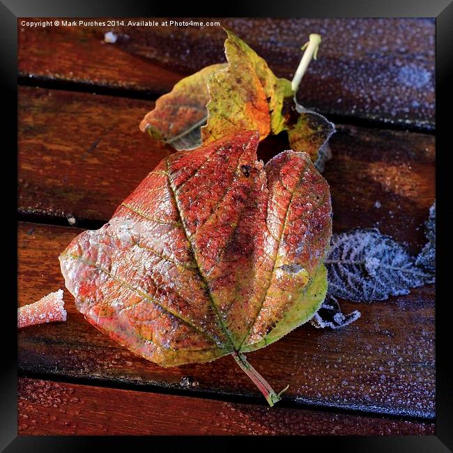 Frosty Wet Autumn Leaves Square on Wooden Table Framed Print by Mark Purches