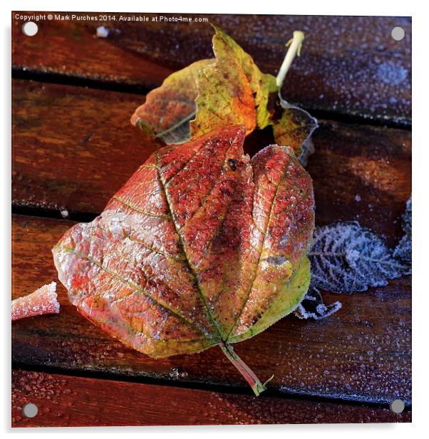 Frosty Wet Autumn Leaves Square on Wooden Table Acrylic by Mark Purches