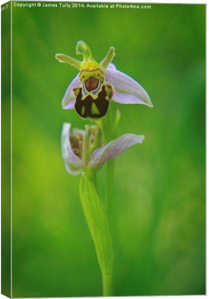  The beautiful bee orchid in full bloom Canvas Print by James Tully