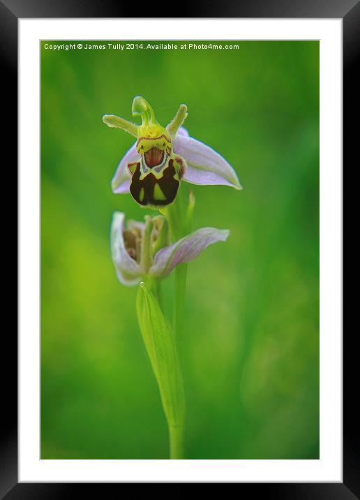 The beautiful bee orchid in full bloom Framed Mounted Print by James Tully