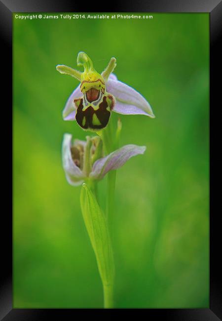  The beautiful bee orchid in full bloom Framed Print by James Tully