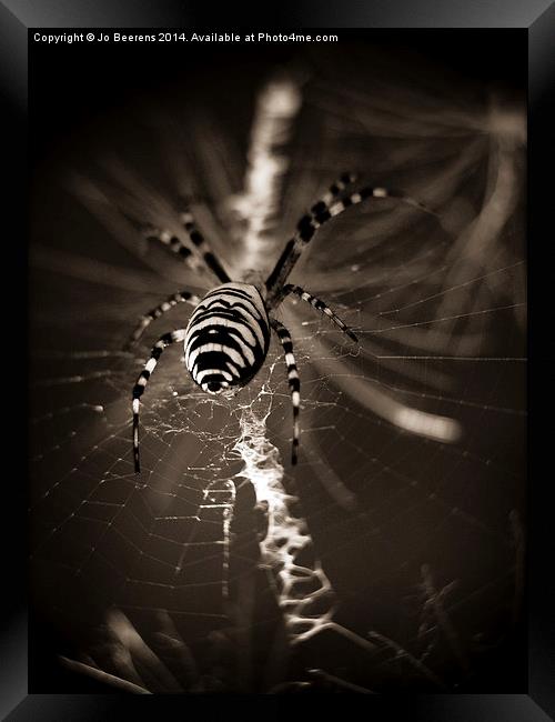 spider in waiting Framed Print by Jo Beerens