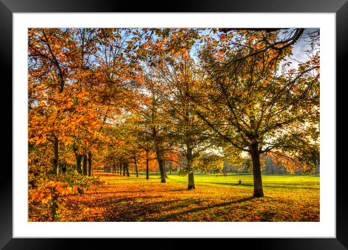 Autumn Trees Framed Mounted Print by David Pyatt