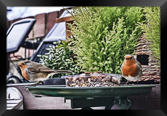 Twin Robins in HDR Framed Print by Dave Windsor