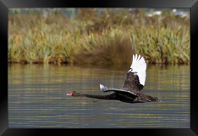  black swan in flight Framed Print by Peter Righteous