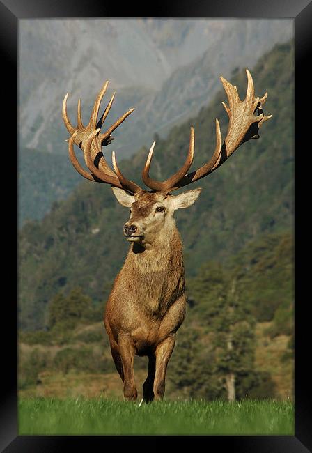 21 pointer Framed Print by Peter Righteous