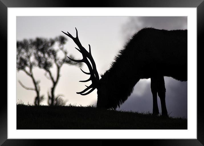  elk stag feeding at sunset Framed Mounted Print by Peter Righteous