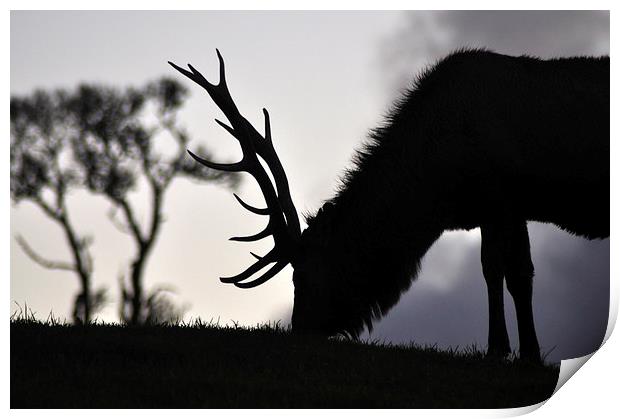  elk stag feeding at sunset Print by Peter Righteous