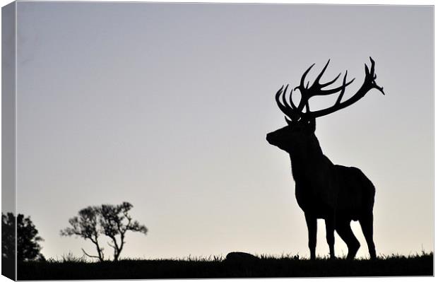   elk stag silhouette Canvas Print by Peter Righteous