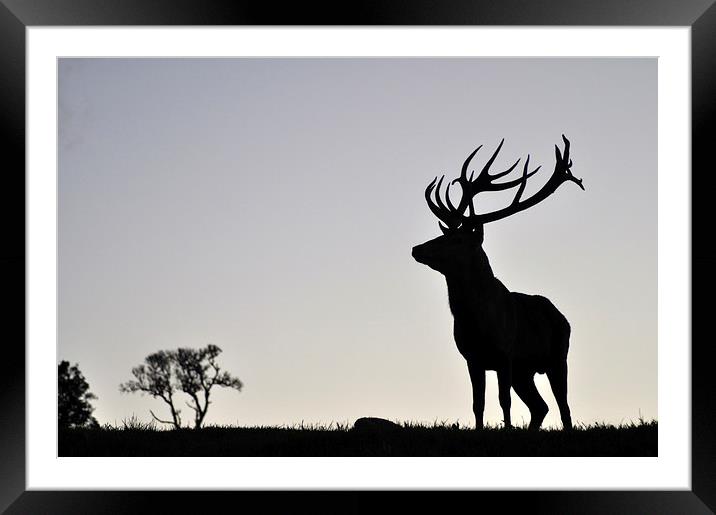   elk stag silhouette Framed Mounted Print by Peter Righteous
