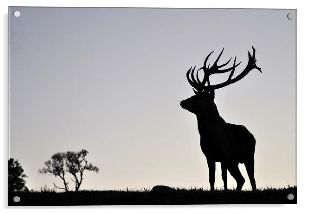   elk stag silhouette Acrylic by Peter Righteous