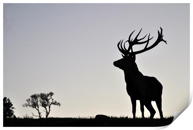  elk stag silhouette Print by Peter Righteous