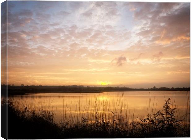 Reed Beds Silhouette at Sunset Canvas Print by P D