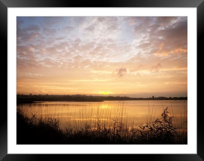 Reed Beds Silhouette at Sunset Framed Mounted Print by P D