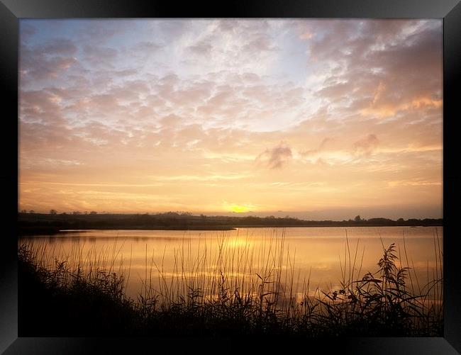 Reed Beds Silhouette at Sunset Framed Print by P D