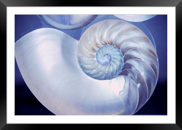  Seashell. Blue Version  Framed Mounted Print by Jenny Rainbow