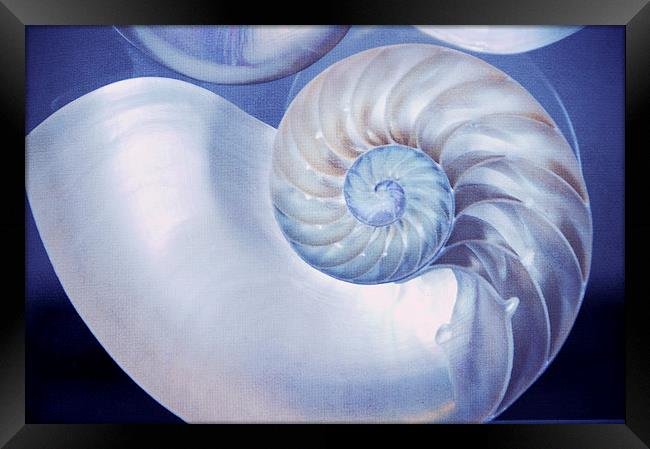  Seashell. Blue Version  Framed Print by Jenny Rainbow