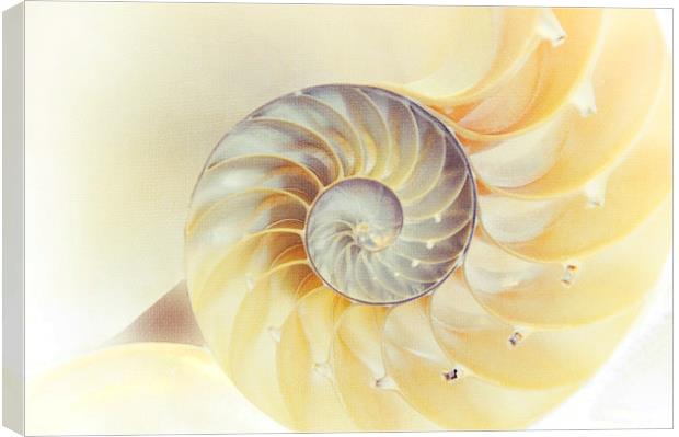 SeaShell. Light Version  Canvas Print by Jenny Rainbow